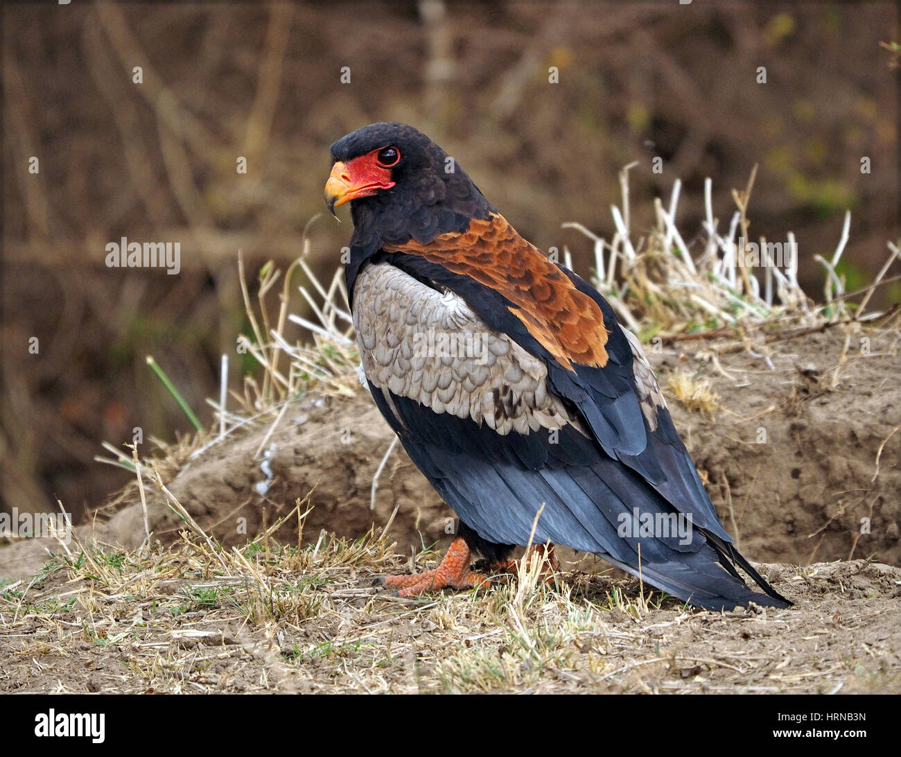 Bateleur Eagle (Terathopius ecaudatus) sul suolo nel Masai Mara Conservancies, maggiore Mara, Kenya, Africa Foto Stock