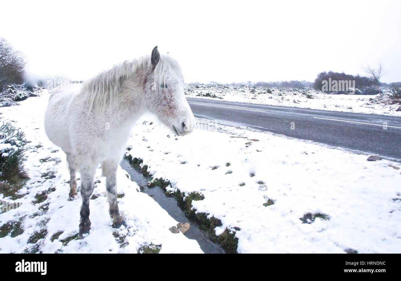 White Horse nella nuova foresta nella neve Foto Stock