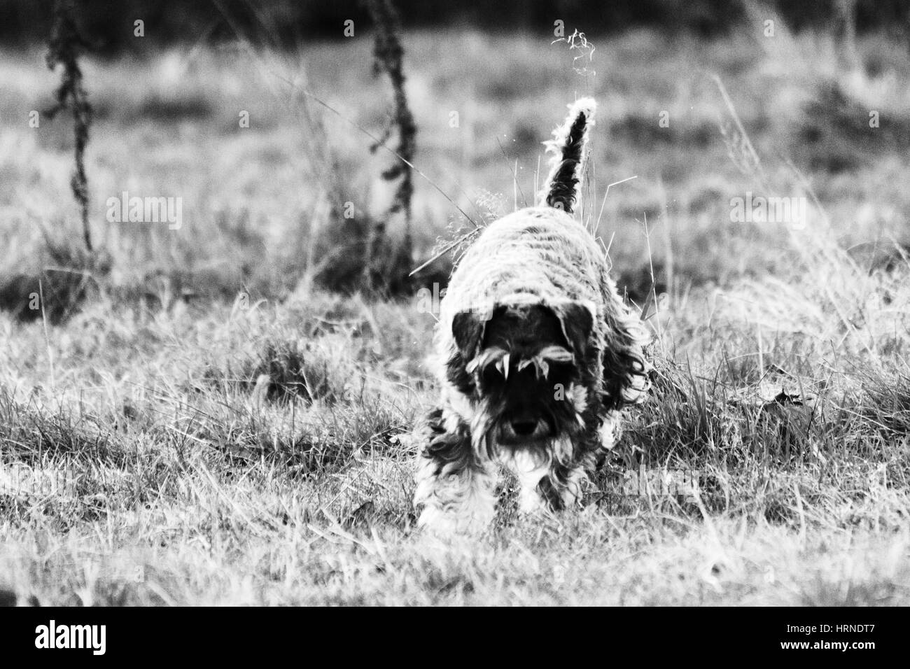 Close up giocoso schnauzer cane in campagna Foto Stock