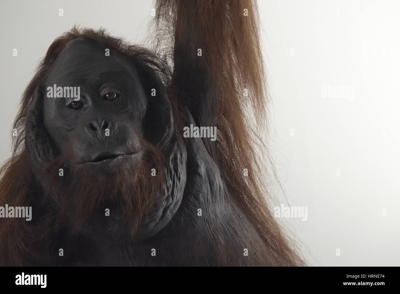 Orangutan esposte presso il Museo di Storia Naturale Foto Stock