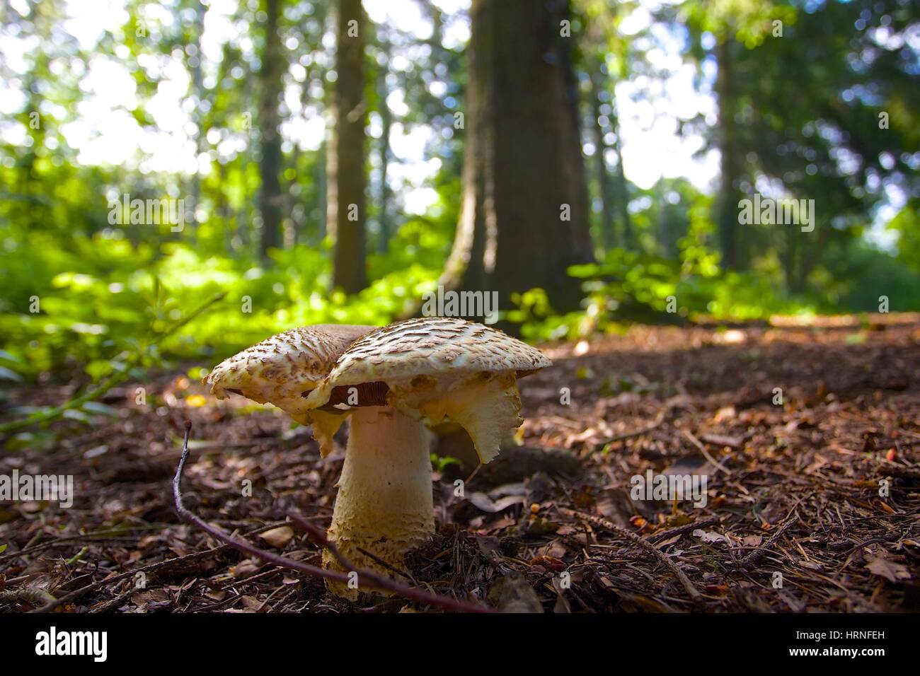 Funghi selvatici che crescono in un leggermente ombreggiato bosco in prossimità di scudi grandi Hard vicino Beaulieu nella nuova foresta Foto Stock
