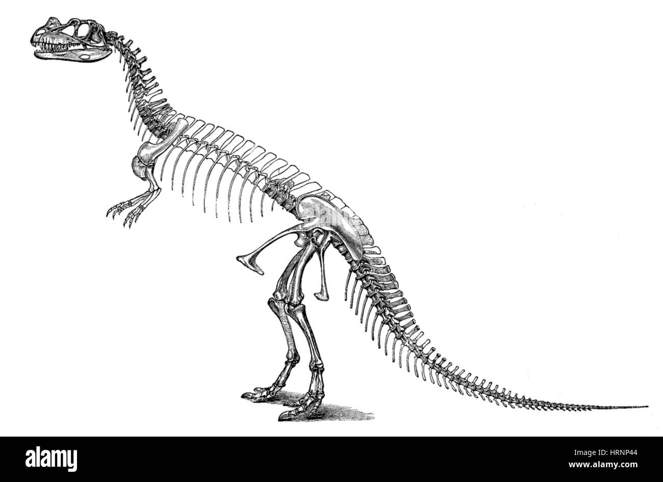 Ceratosaurus nasicornis Foto Stock