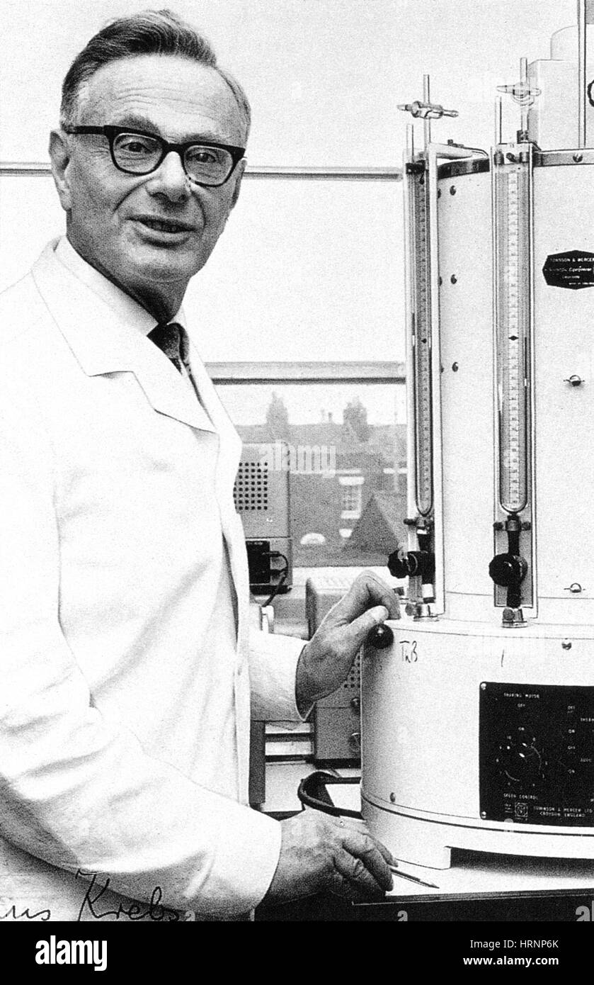 Hans Krebs, German-Anglo biochimico Foto Stock
