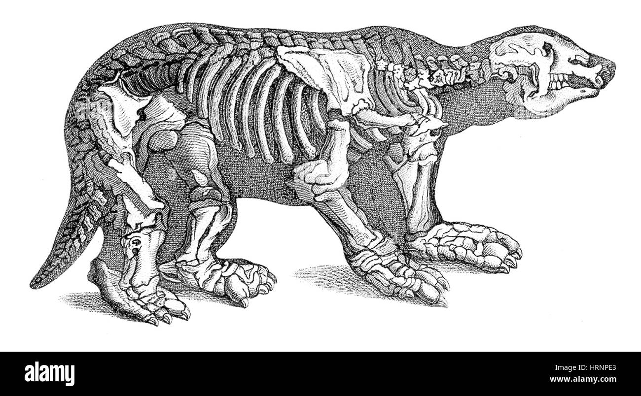 Megatherium, mammifero Cenozoico Foto Stock