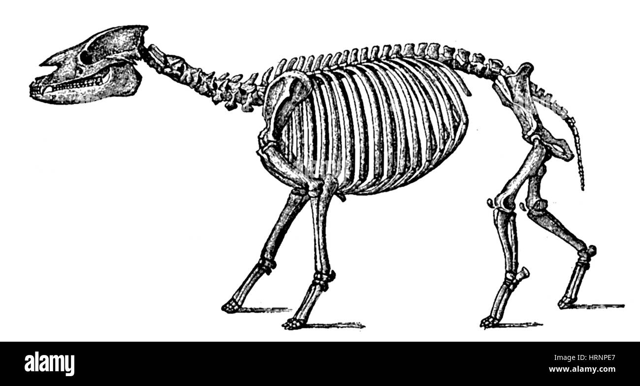 Palaeotherium, mammifero Cenozoico Foto Stock