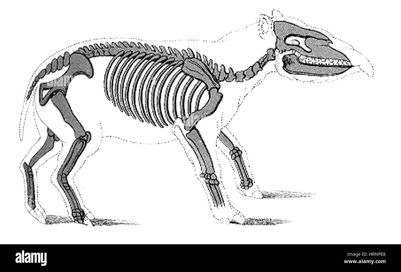 Palaeotherium, mammifero Cenozoico Foto Stock