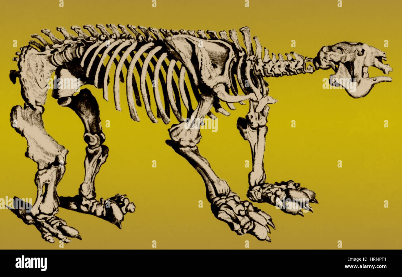 Megatherium, Massa Cenozoico bradipo Foto Stock