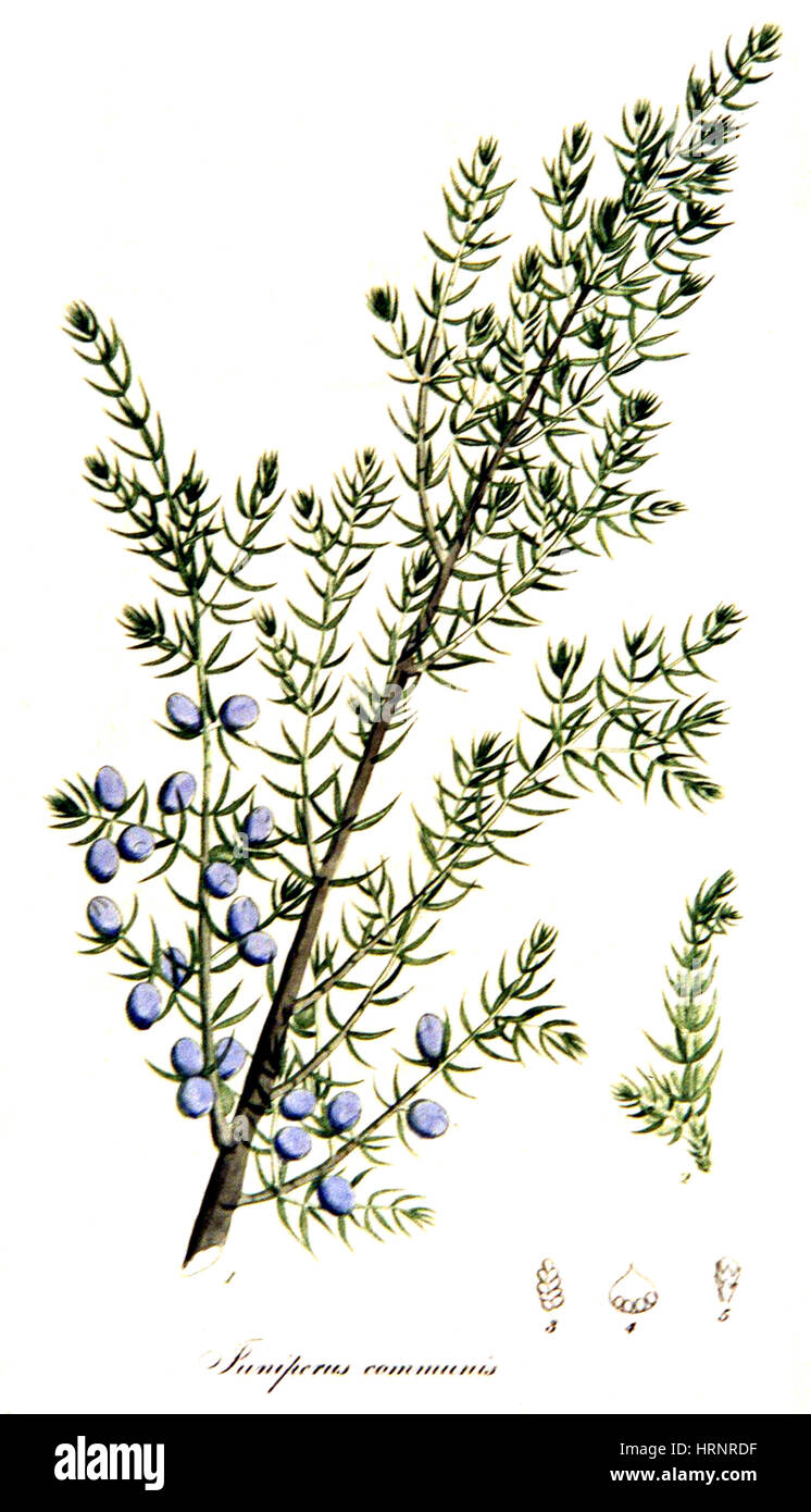 Il Ginepro comune, alchimia impianto Foto Stock
