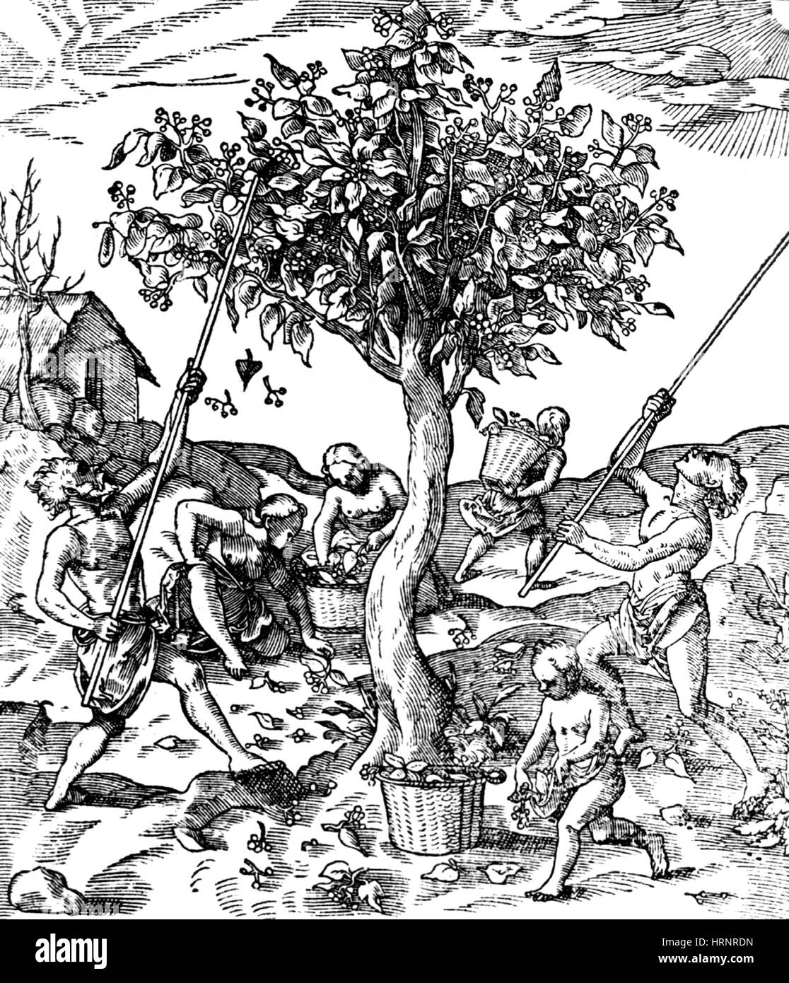 La raccolta di pepe in India, 1579 Foto Stock