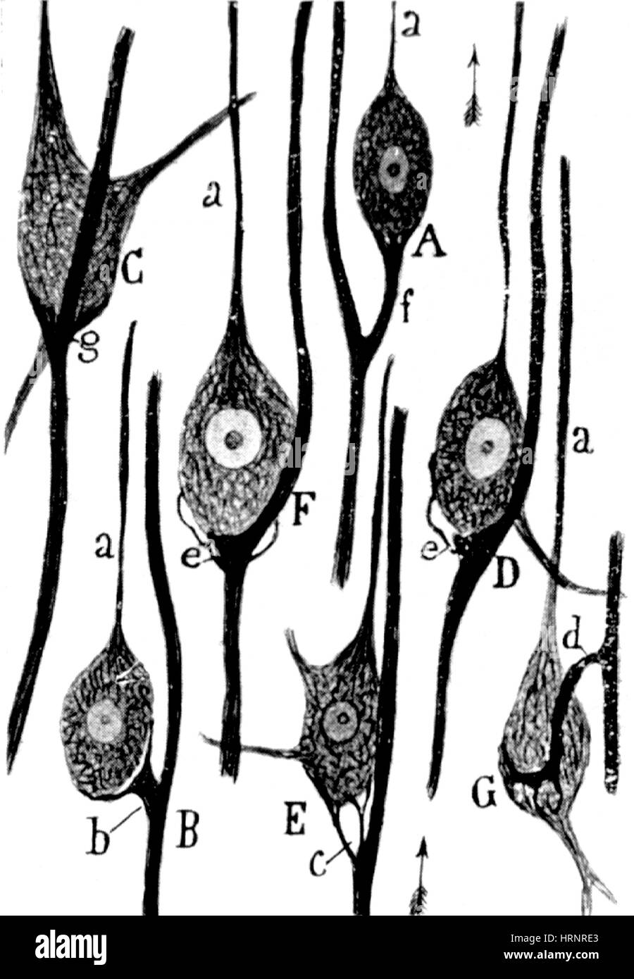 Connessioni neurali illustrato da Cajal, 1923 Foto Stock