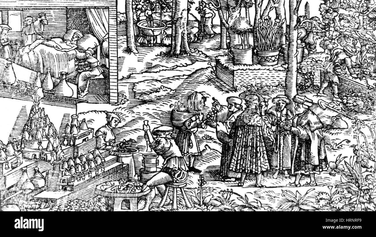 La consultazione su tedesco erbario, XVI secolo Foto Stock