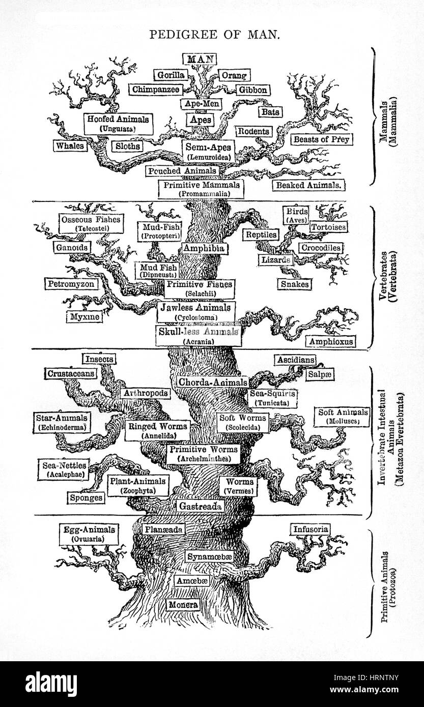 Haeckel è albero di vita, l evoluzione dell uomo, 1879 Foto Stock