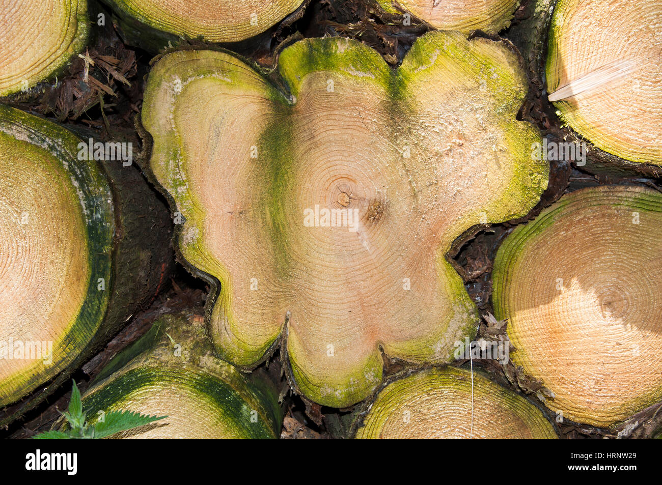 Abstract di close-up di pile di log in attesa per la raccolta a Stoke Park Woods, Bishopstoke, Hampshire, Inghilterra Foto Stock