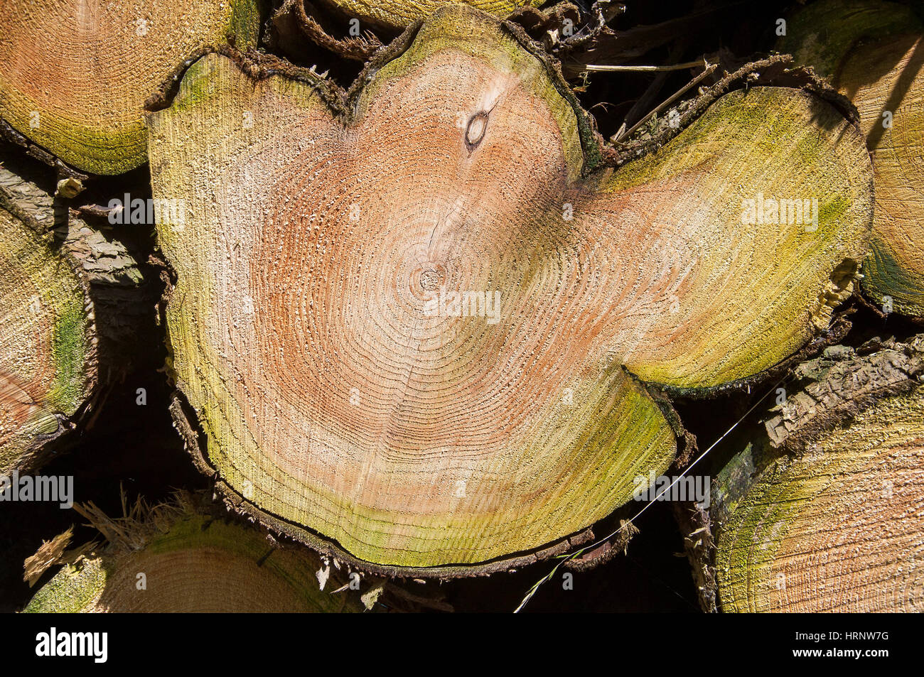 Abstract di close-up di pile di log in attesa per la raccolta a Stoke Park Woods, Bishopstoke, Hampshire, Inghilterra Foto Stock