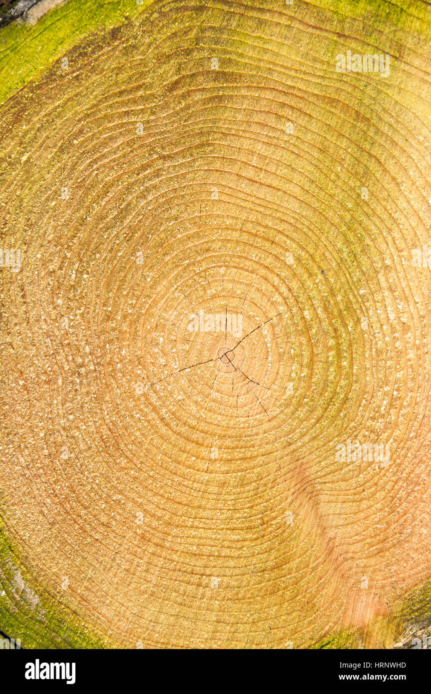 Close-up di pile di log in attesa per la raccolta a Stoke Park Woods, Bishopstoke, Hampshire, Inghilterra Foto Stock