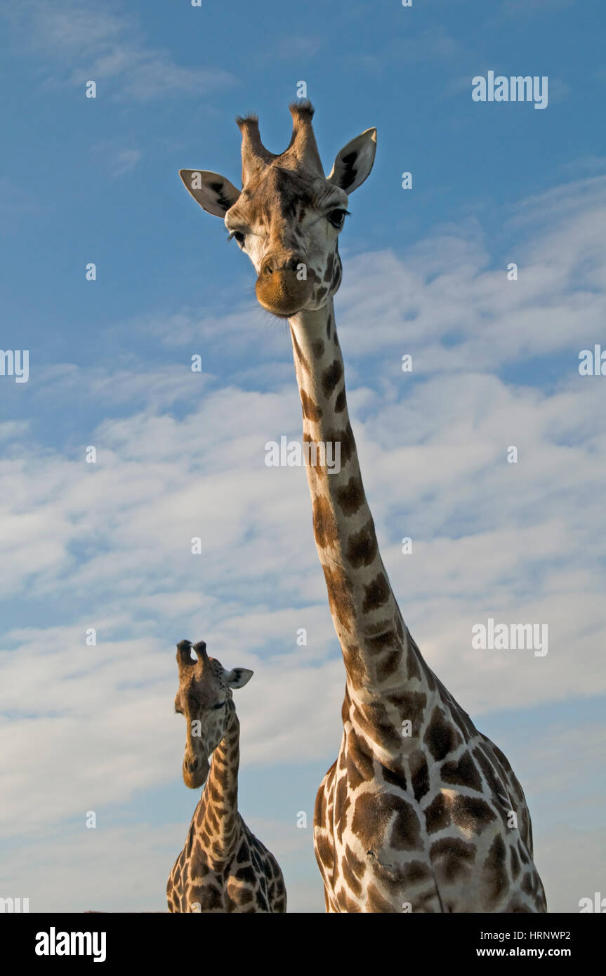 Una coppia di giraffe (giraffa) Foto Stock