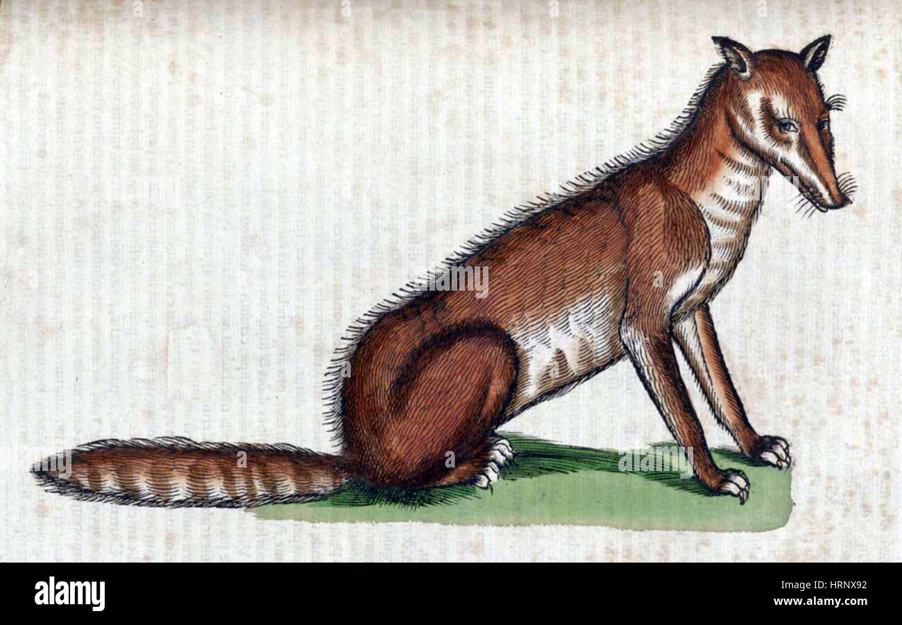 Fox, Historiae Animalium, XVI secolo Foto Stock