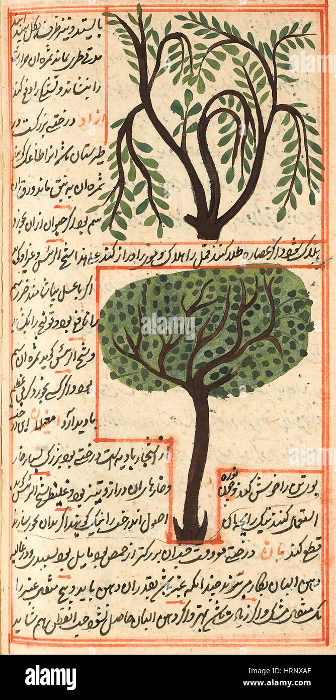 Azad e alberi Amghilan Foto Stock