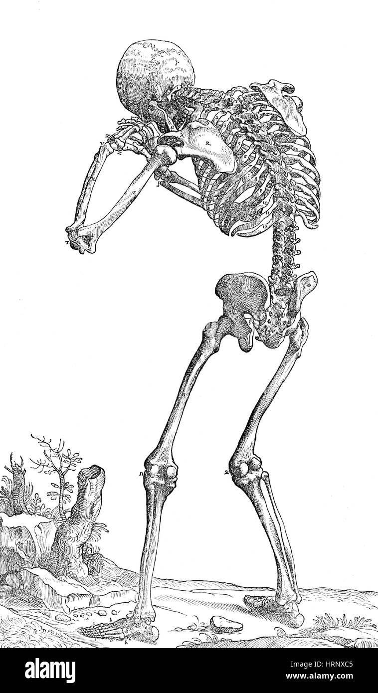 Anatomia dello scheletro, Vesalius, XVI secolo Foto Stock