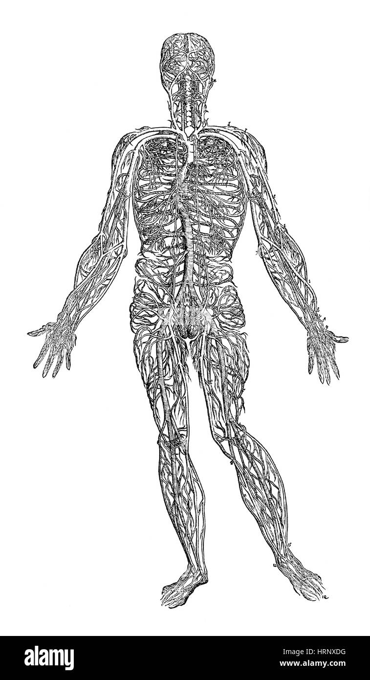Uomo arterioso, Vesalius, XVI secolo Foto Stock