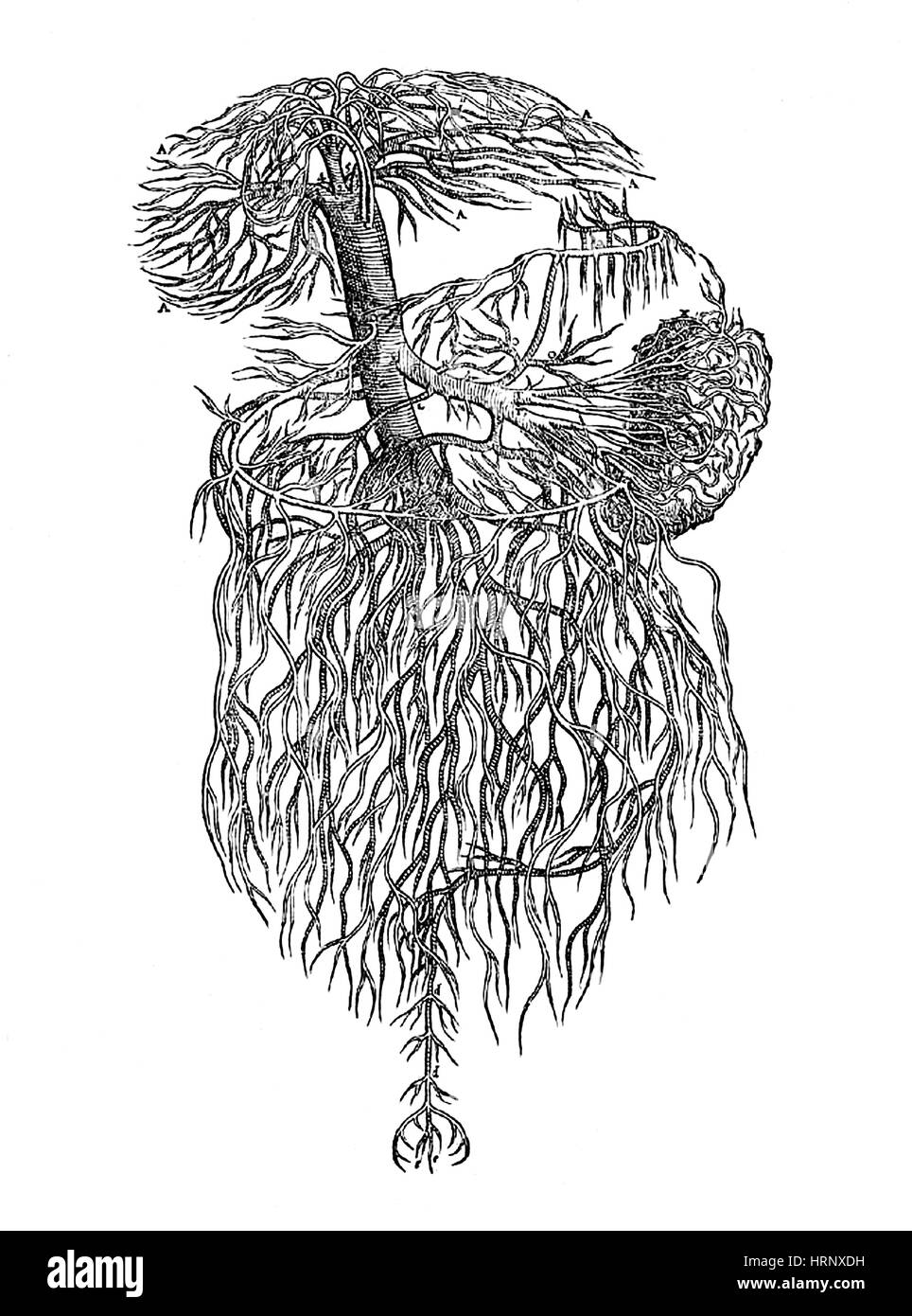 Sistema venoso, Vesalius, XVI secolo Foto Stock