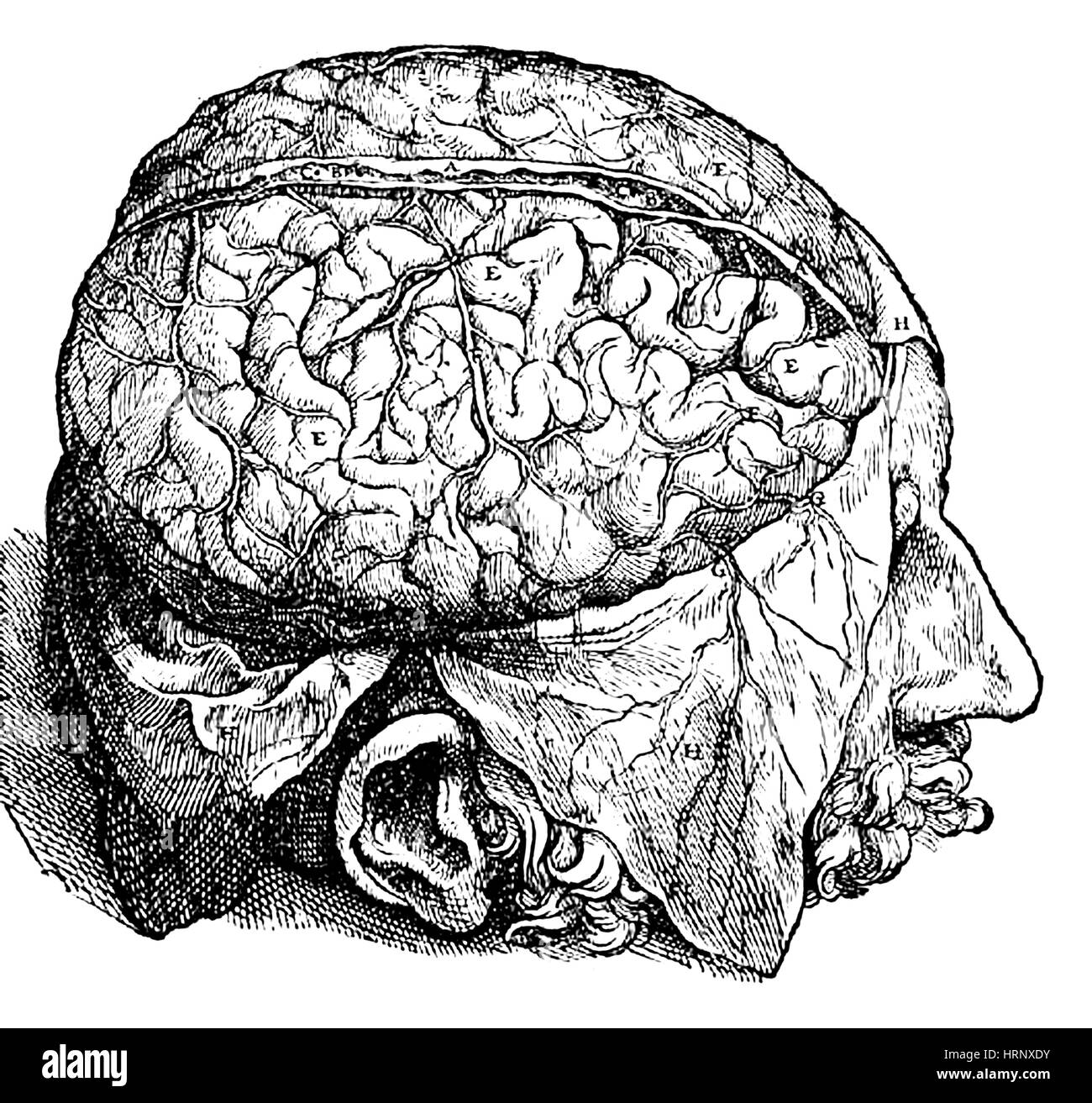 Cervello umano, Vesalius, XVI secolo Foto Stock