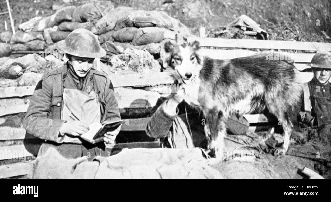 La prima guerra mondiale, "nell' British Messenger Dog Foto Stock