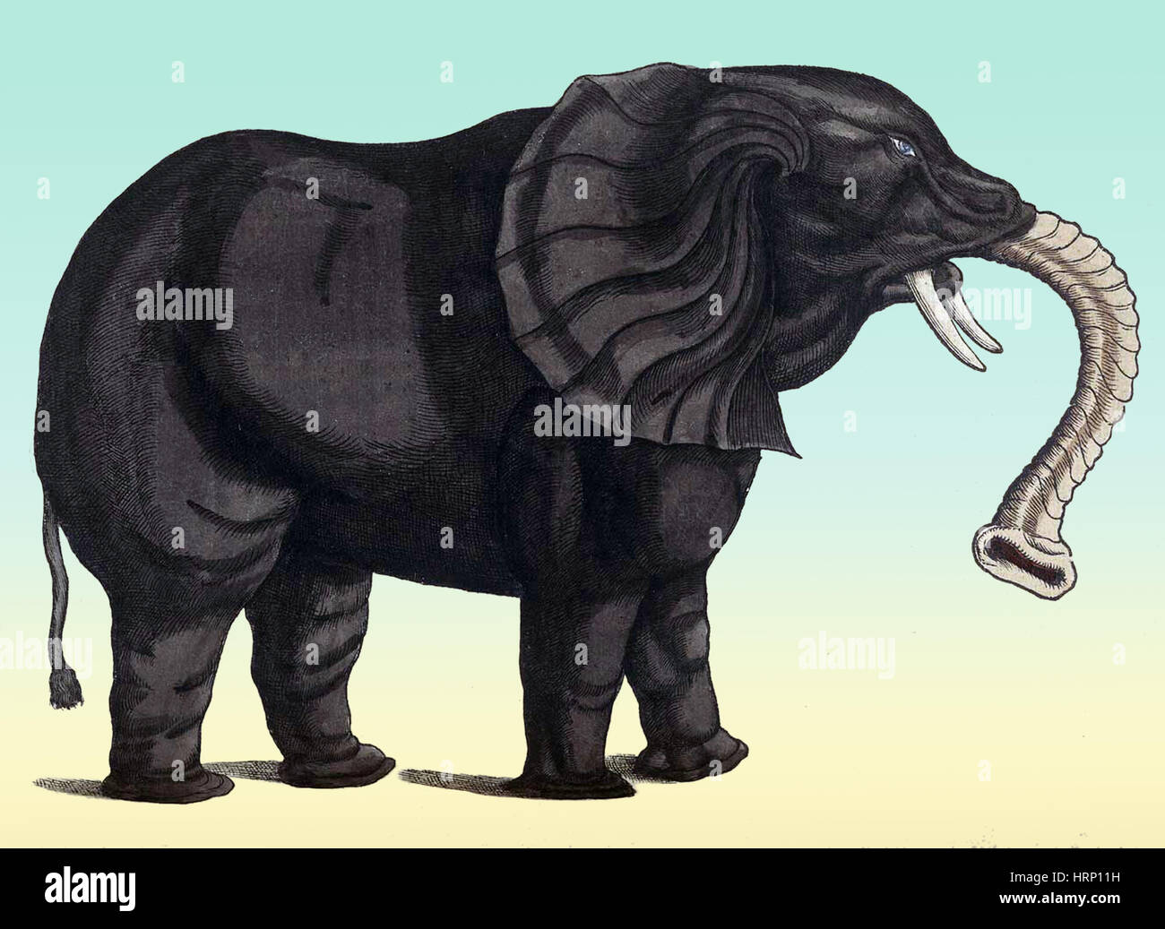 Elefante, Historiae Animalium, XVI secolo Foto Stock