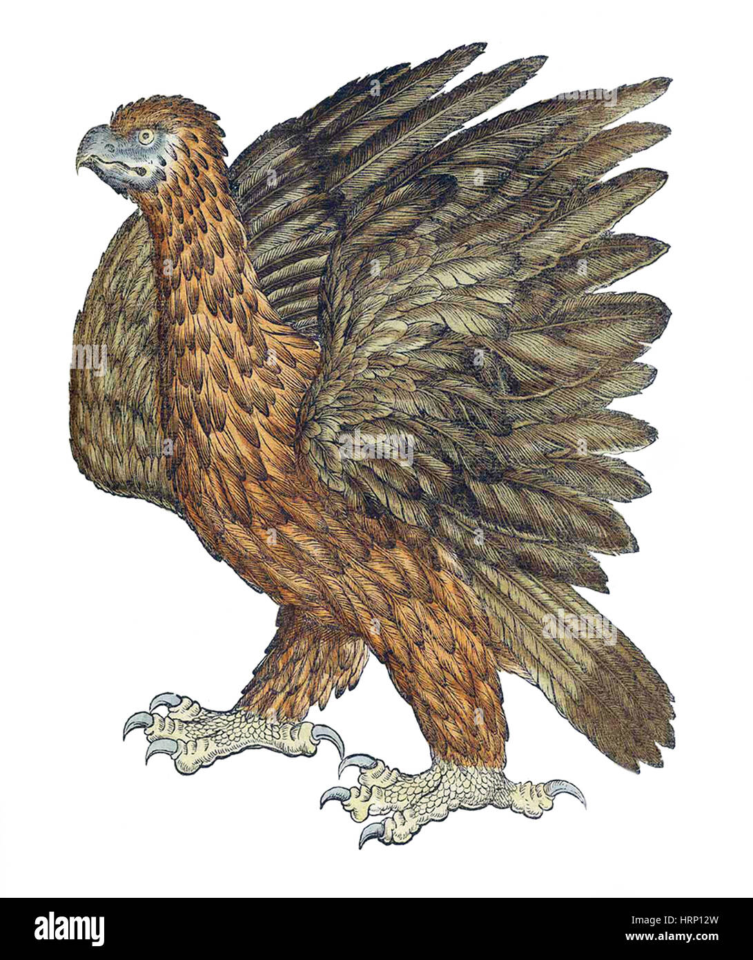 Eagle, Historiae Animalium, XVI secolo Foto Stock