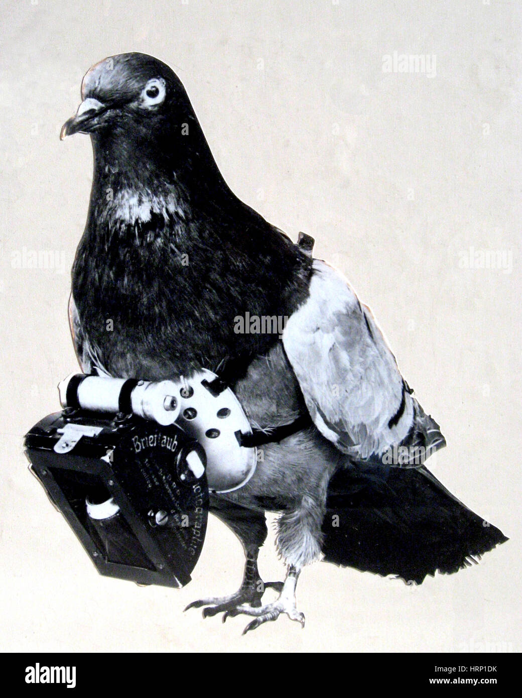 Miniatura NEUBRONNER PIGEON CAMERA Foto Stock