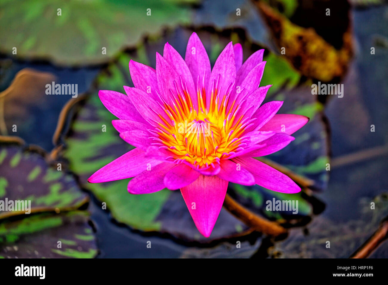 Fiore di loto (Nelumbo), Lotus, Lotus blossom, Singapore, Asia, Singapore Foto Stock