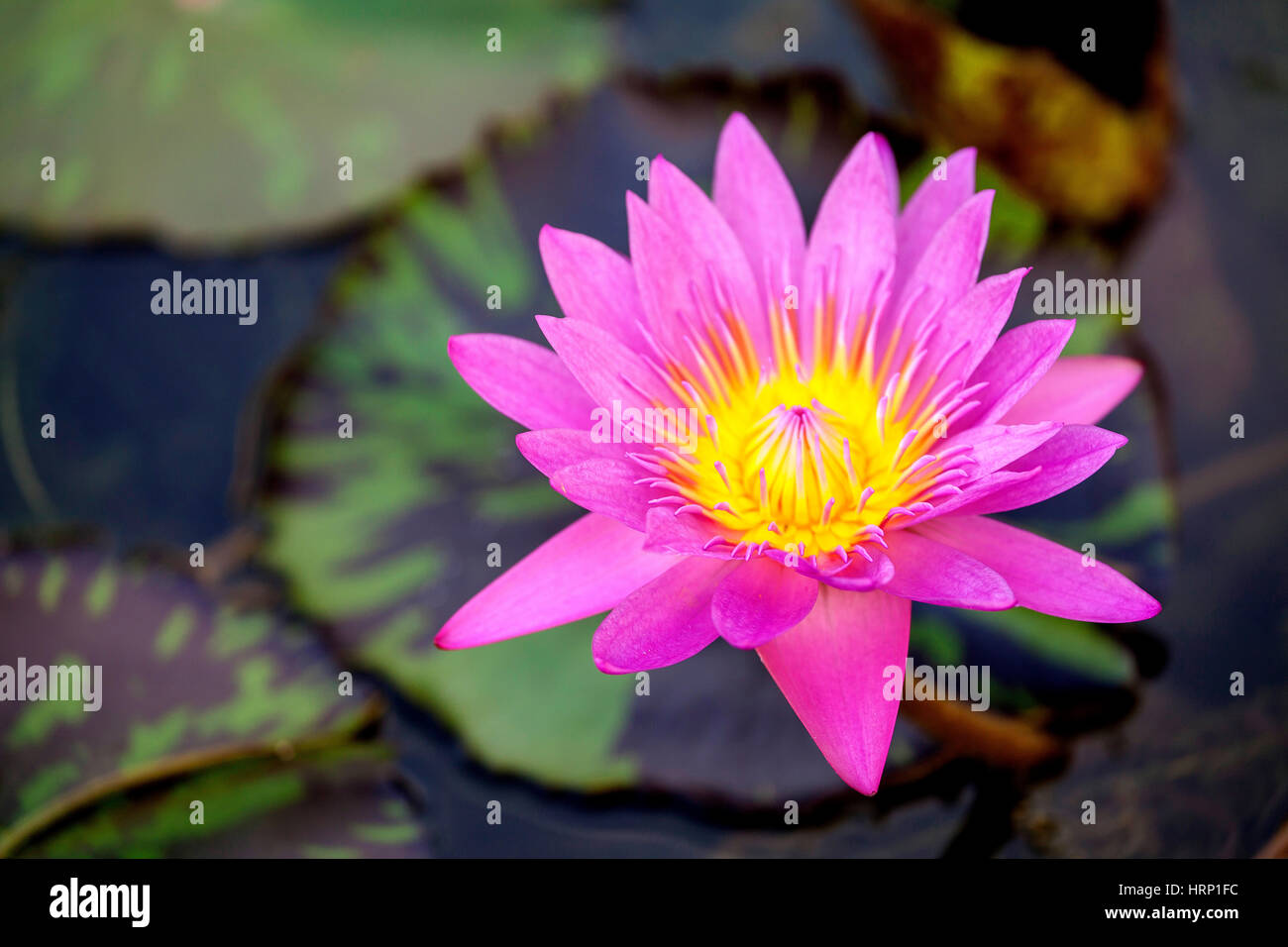 Fiore di loto (Nelumbo), Lotus, Lotus blossom, Singapore, Asia, Singapore Foto Stock