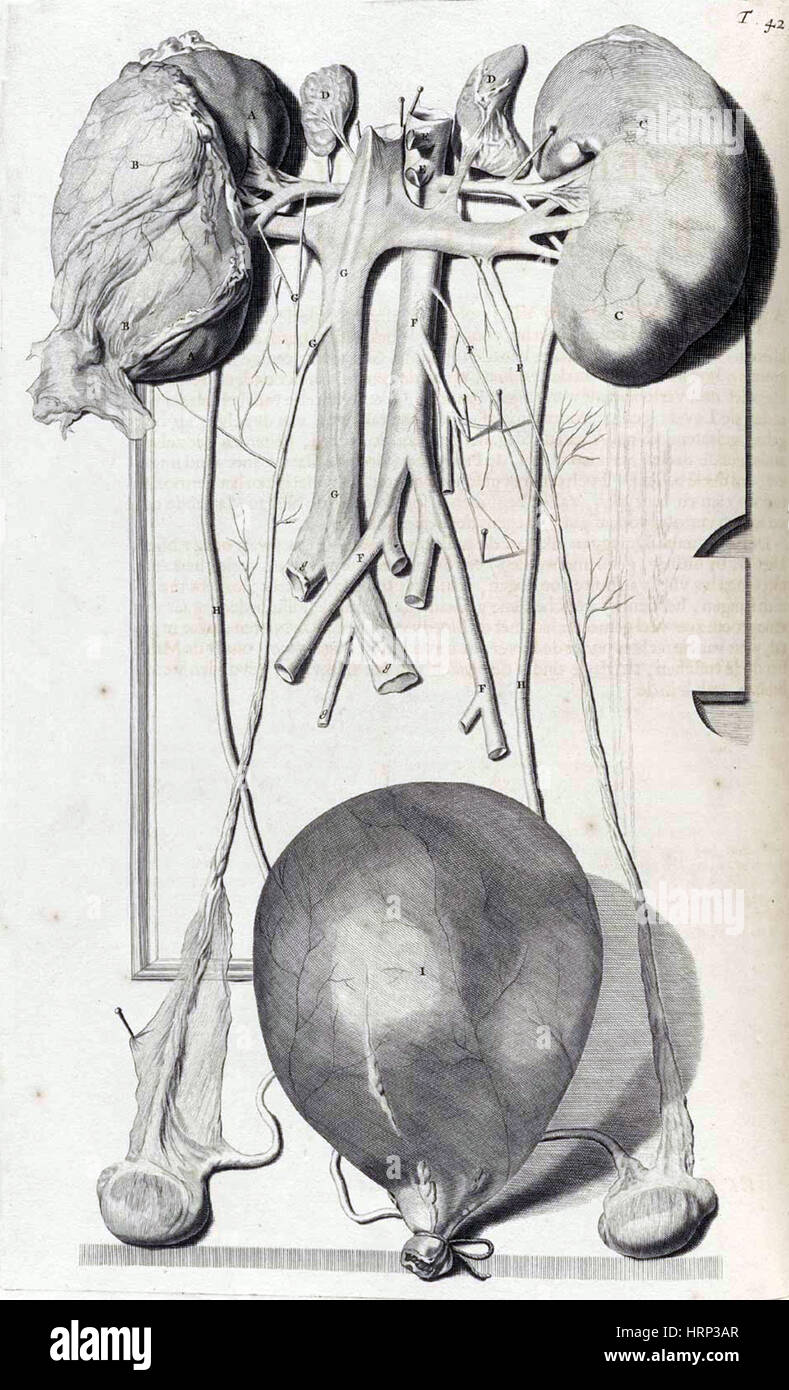 Anatomia humani corporis, tabella 42, 1690 Foto Stock