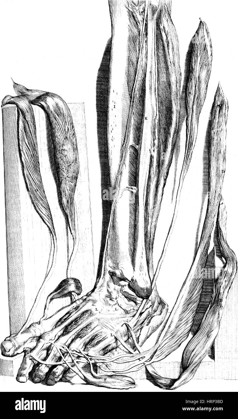 Anatomia humani corporis, tabella 82, 1690 Foto Stock