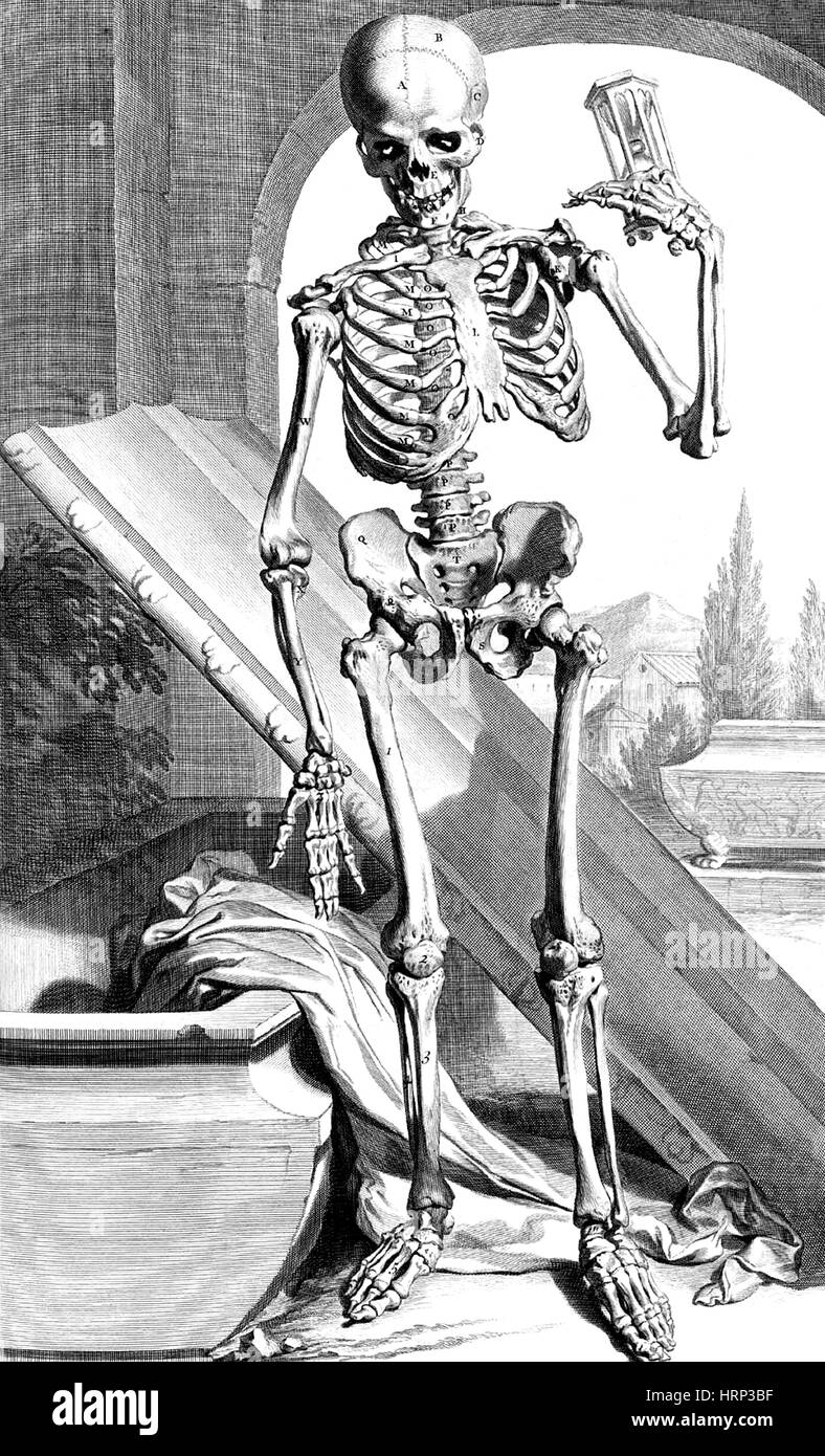 Anatomia humani corporis, tabella 87, 1690 Foto Stock
