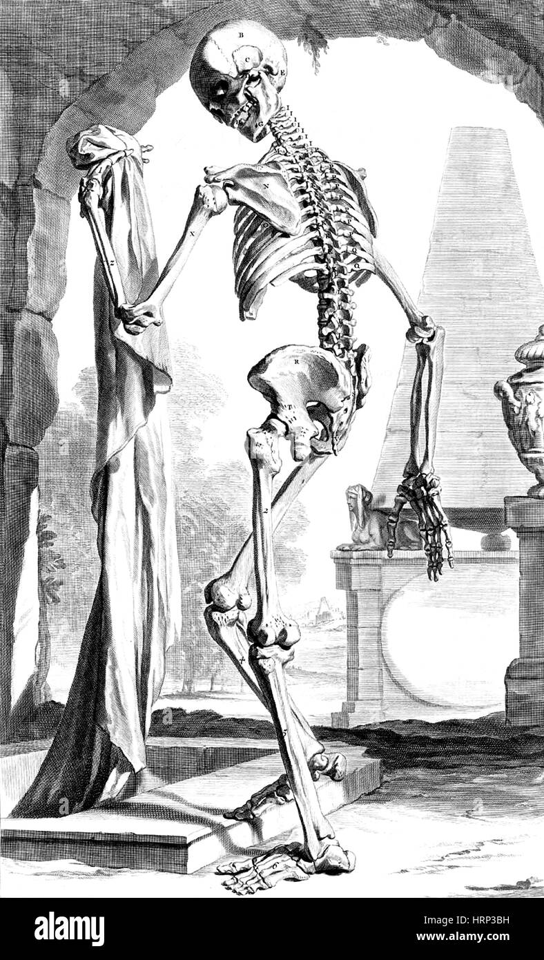 Anatomia humani corporis, tabella 88, 1690 Foto Stock