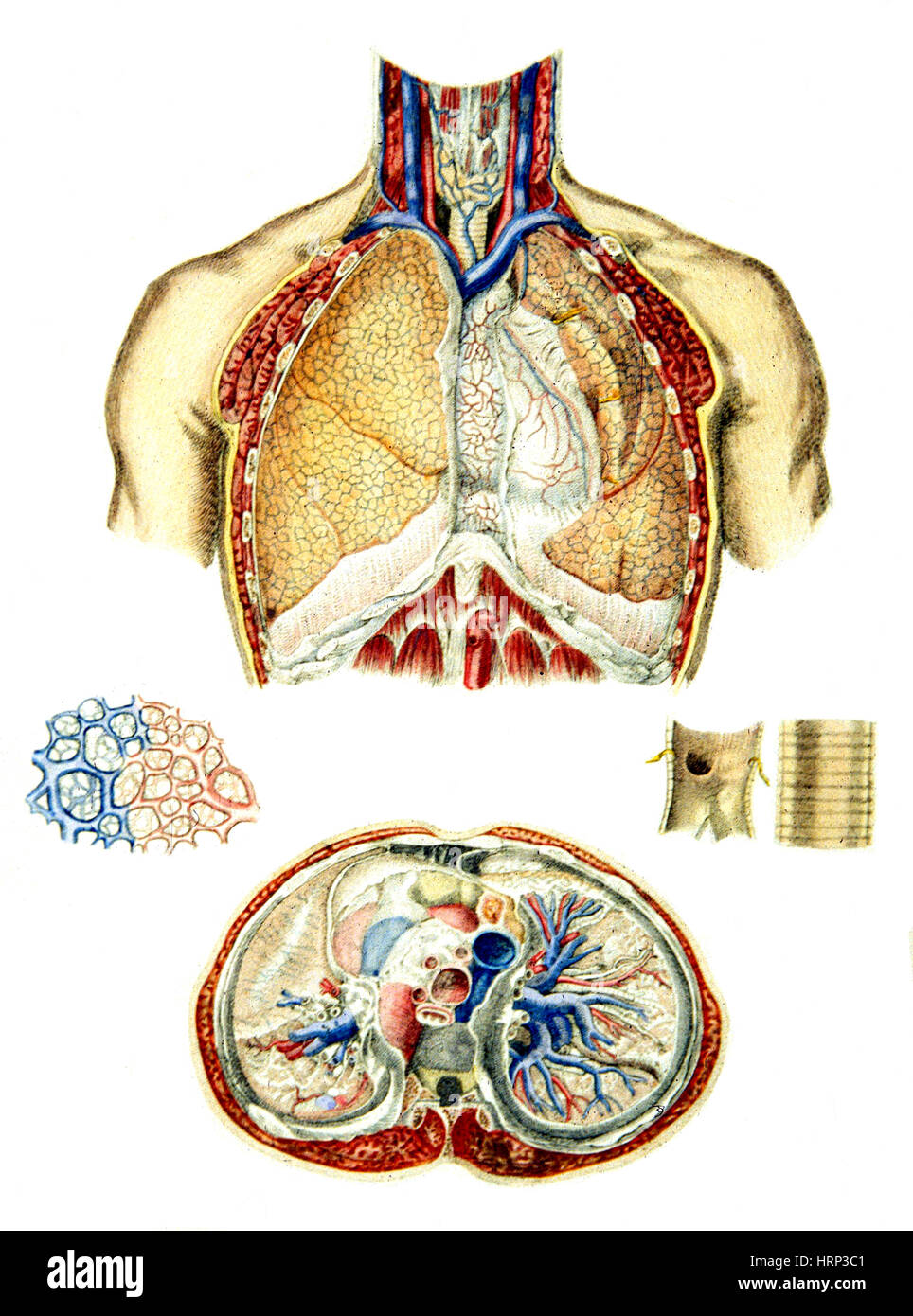 Anatomia di polmoni, 1849 Foto Stock