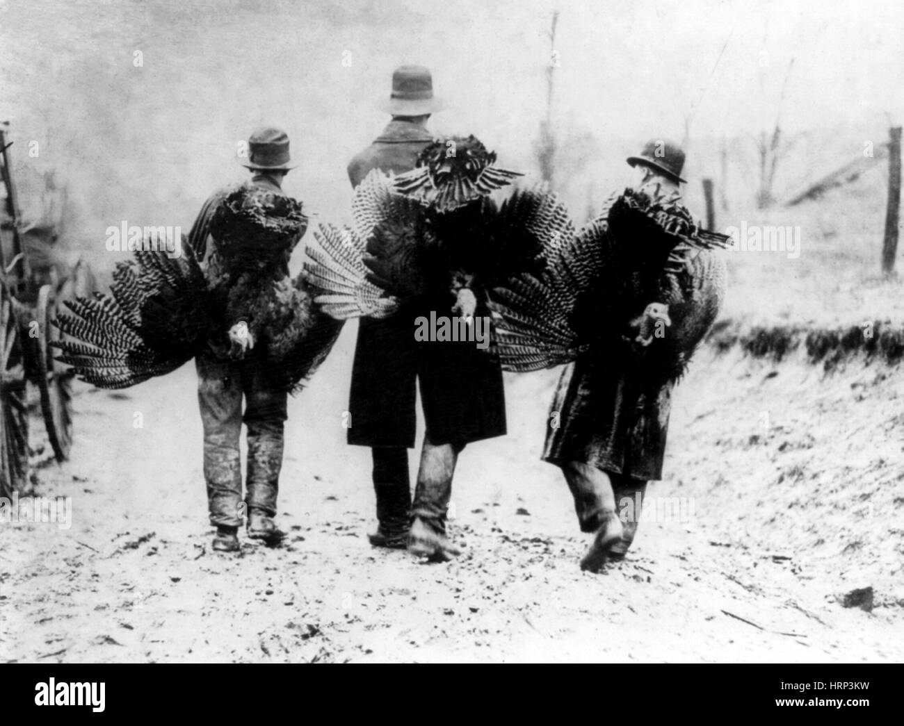 Ringraziamento tacchini, 1912 Foto Stock