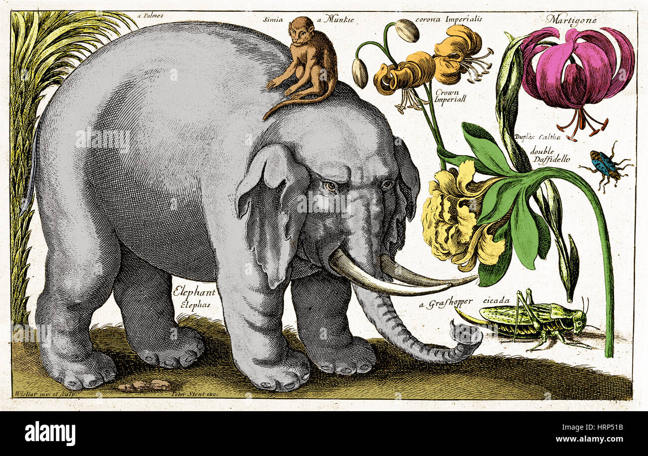 Elephant, scimmia, fiori, insetti, 1663 Foto Stock