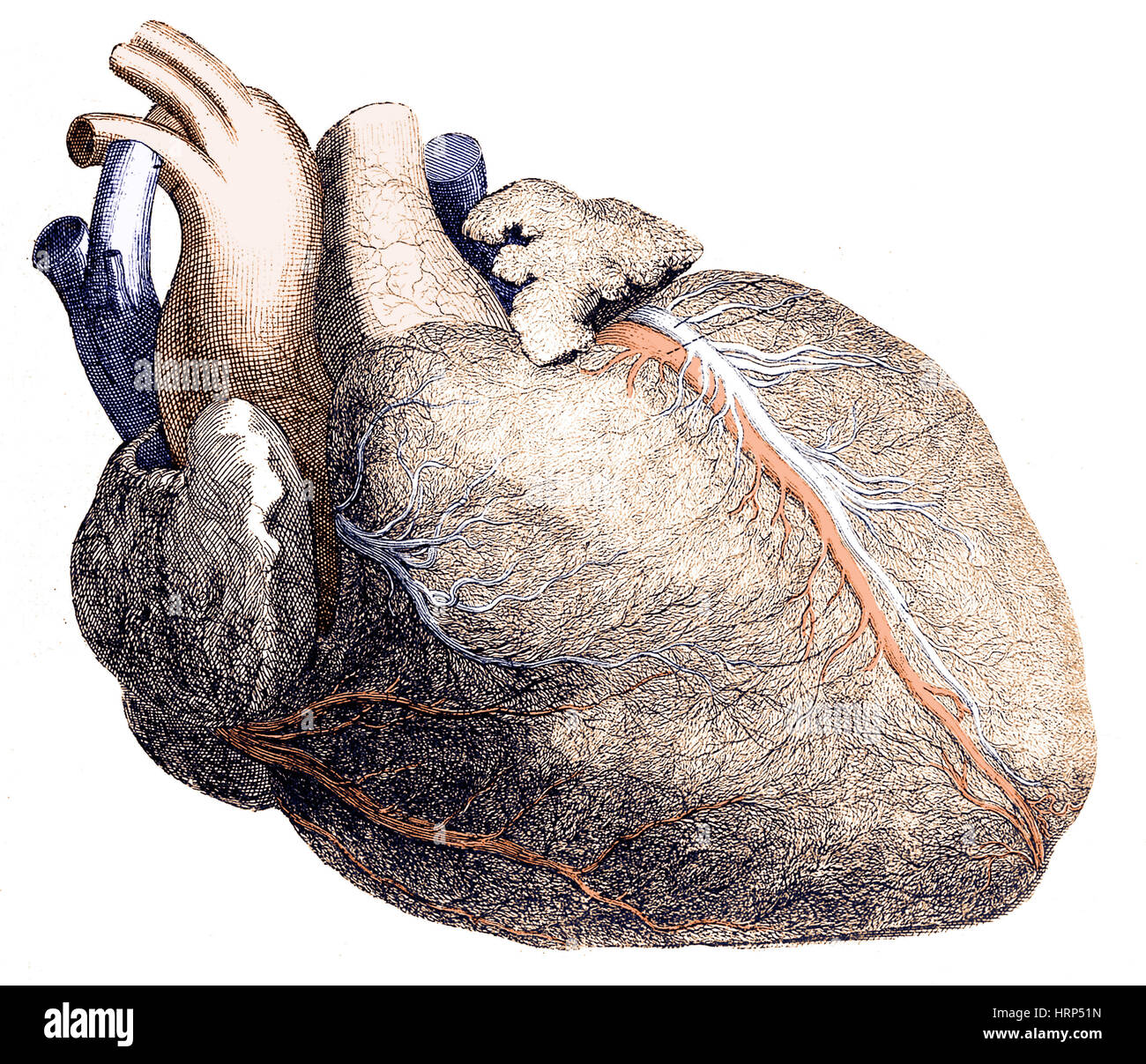 Cuore, illustrazione anatomica, 1704 Foto Stock