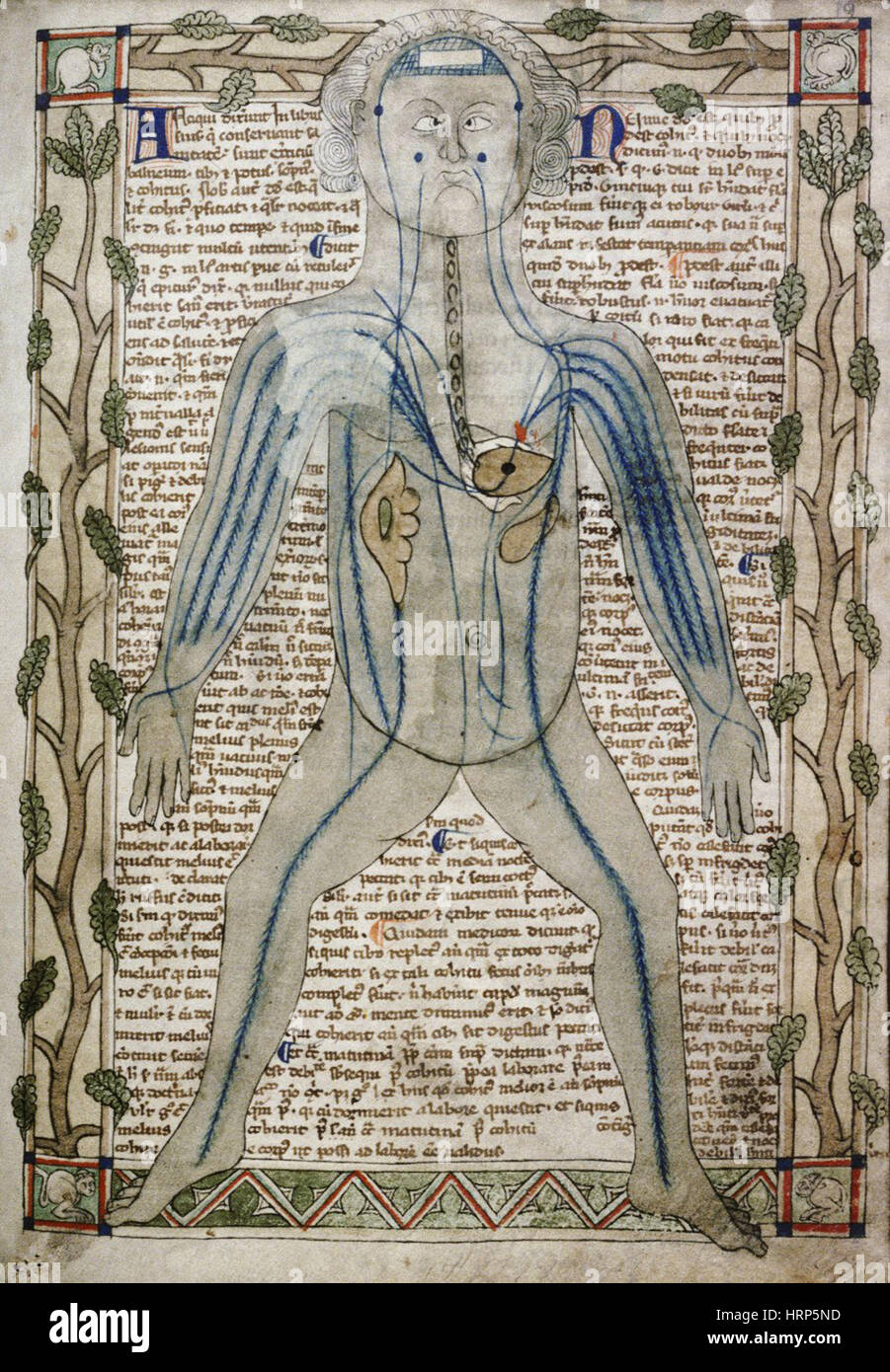 Galen la teoria del sistema circolatorio Foto Stock