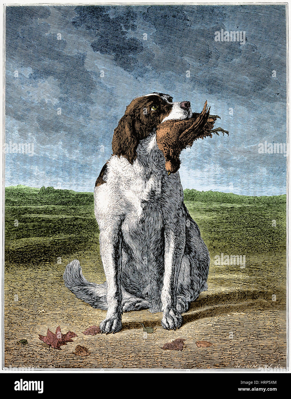 Cane Da Caccia Con Selvaggina A Piuma In Bocca Foto Stock Alamy