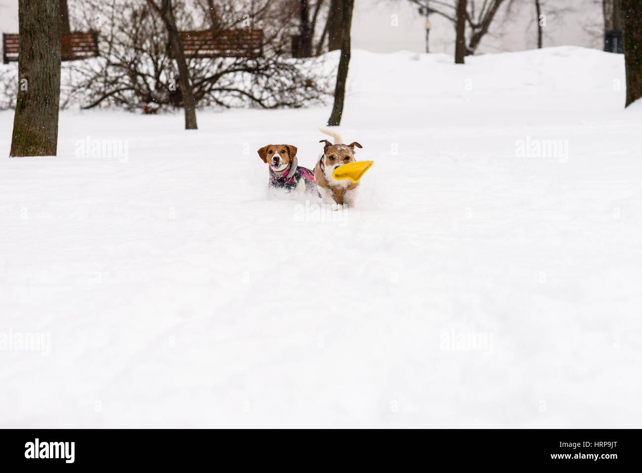 Due compagni cani giocando e correndo insieme al parco pubblico Foto Stock Due compagni cani giocando e correndo insieme al parco pubblico Foto Stock