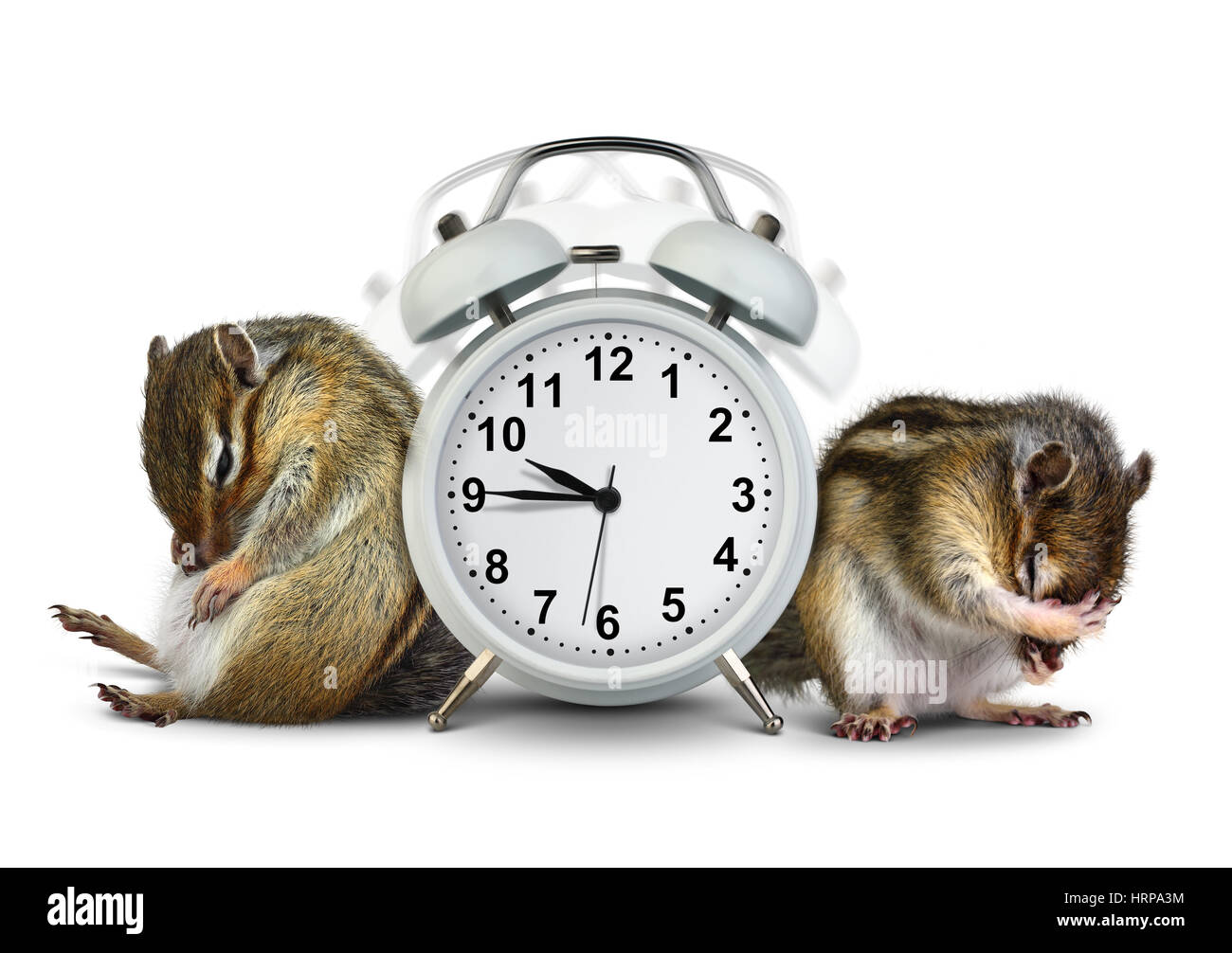 Funny animals chipmunks wakeup con orologio squilla su sfondo bianco Foto Stock