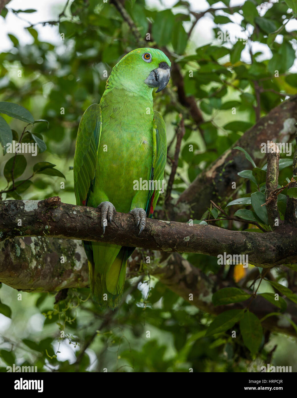 Il Giallo-naped Amazon o giallo-naped Parrot, Amazona auropalliata, varia dal Messico meridionale al nord della Costa Rica. Foto Stock