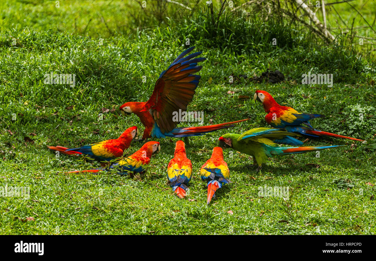 Sei Scarlet Macaws, Ara macao e una grande Green Macaw, Ara ambiguus, sul terreno in un coltivatore di pascoli in Costa Rica. Foto Stock