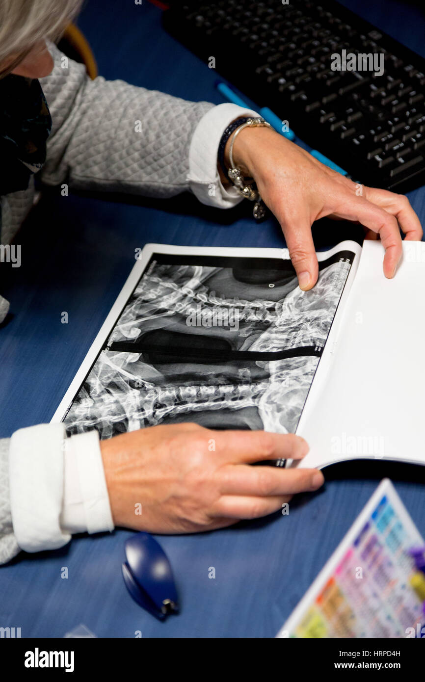 Medico di medicina generale di esaminare un X-ray delle vertebre cervicali. Foto Stock