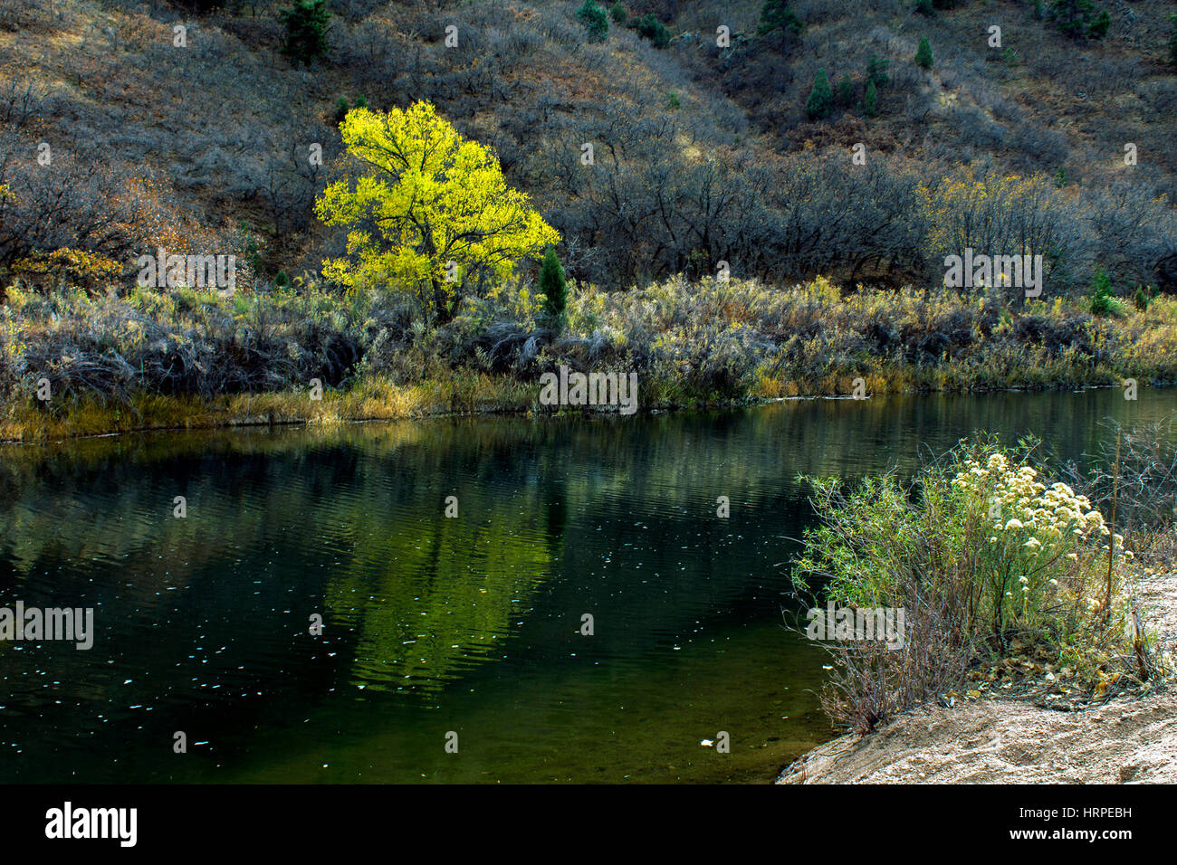Bellissimo albero e fiori dal fiume,Colorado, America Foto Stock
