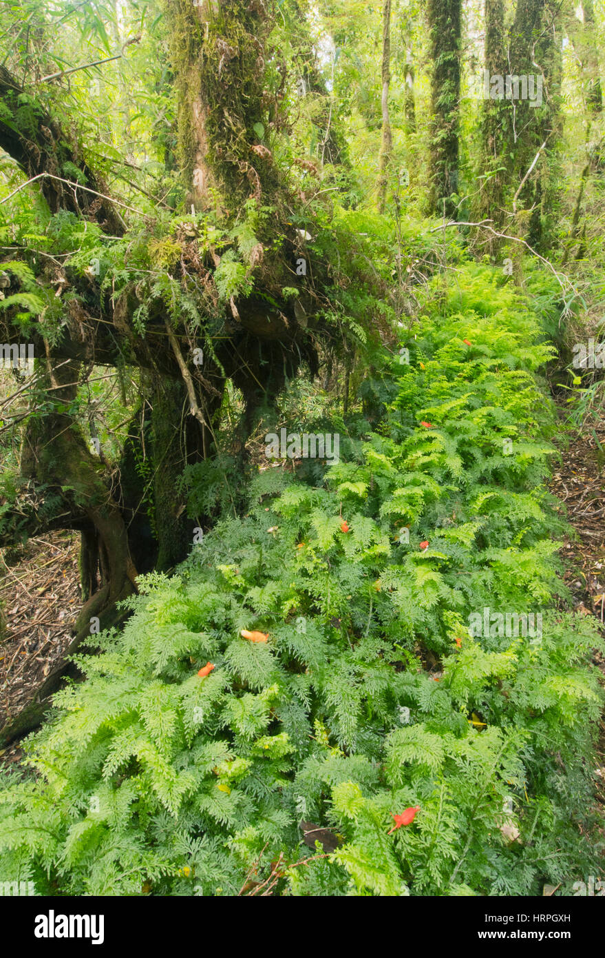 Moss-coperti di alberi caduti, foresta pluviale temperata, Isola di Chiloe, Cile Foto Stock