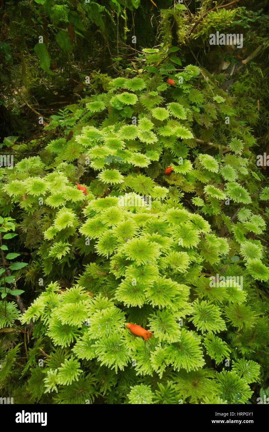 Moss-coperti di alberi caduti, foresta pluviale temperata, Isola di Chiloe, Cile Foto Stock